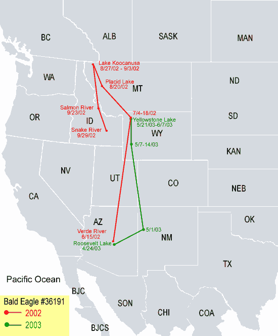 Southwestern-Arizona Sub Adult Bald Eagle Migration Map