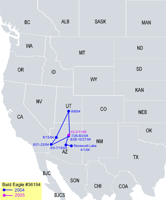 Southwestern-Arizona Sub Adult Bald Eagle Migration Map