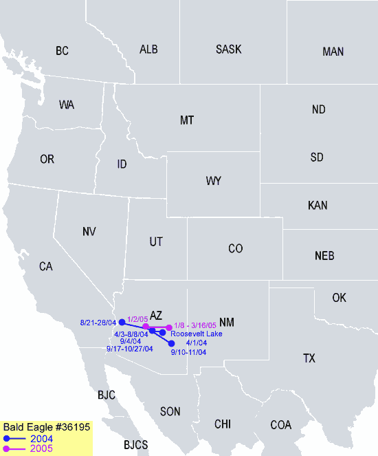 Southwestern-Arizona Sub Adult Bald Eagle Migration Map