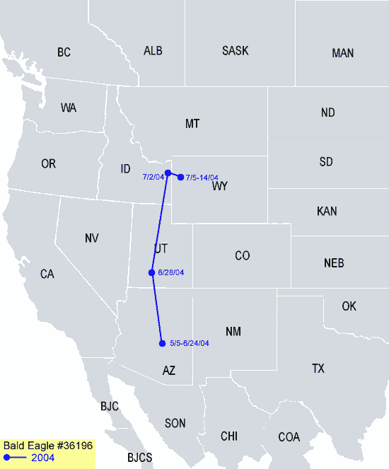 Southwestern-Arizona Sub Adult Bald Eagle Migration Map