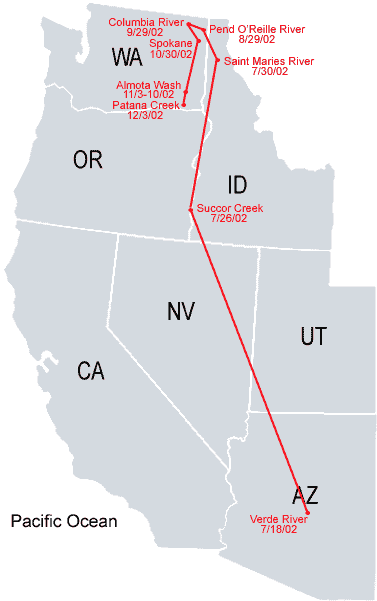 Southwestern-Arizona Sub Adult Bald Eagle Migration Map