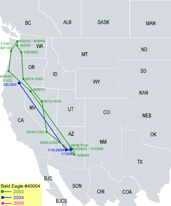 Southwestern-Arizona Sub Adult Bald Eagle Migration Map