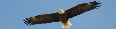 Eagle Soaring