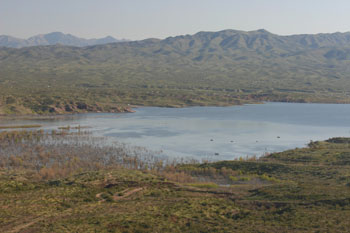 Habitat near Alamo nest site