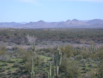 Sycamore Breeding Area