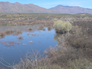 Tonto Breeding Area