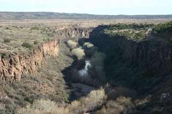 Habitat near Tower nest site