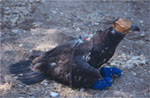 Nestling fitted with transmitter, hoody and booties